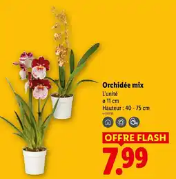 Lidl Orchidée mix offre