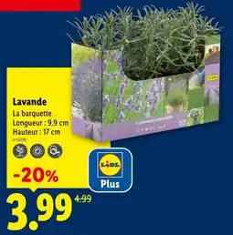 Lidl Lavande offre