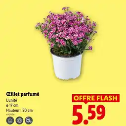 Lidl Œillet parfumé offre