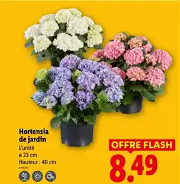 Lidl Hortensia de jardin offre