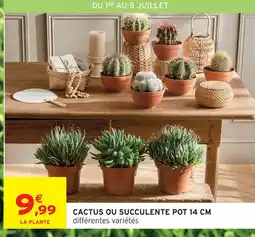 Intermarché Express Cactus ou succulente pot 14 offre