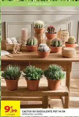 Intermarché Cactus ou succulente pot 14 cm offre