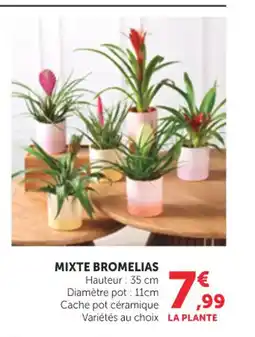 Maximarché Mixte bromelias offre
