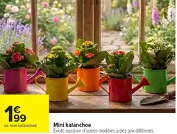 Carrefour Mini kalanchoe offre