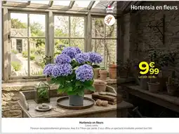 Carrefour Hortensia en fleurs offre