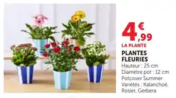 Bi1 Plantes fleuries offre