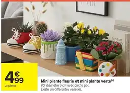 Carrefour Market Mini plante fleurie et mini plante verte offre
