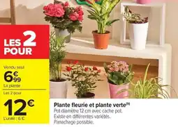 Carrefour Market Plante fleurie et plante verte offre