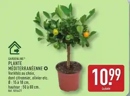 ALDI GARDENLINE Plante méditerranéenne offre