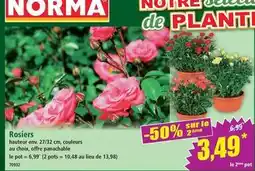 Norma Norma - rosiers offre