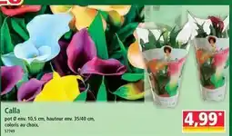 Norma Calla offre