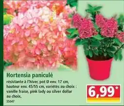 Norma Pink lady - hortensia panicule offre