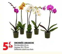 Auchan Orchidée 1 branche offre