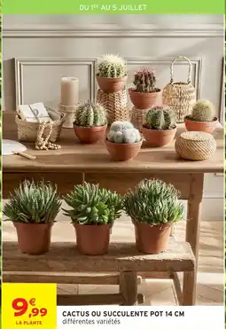 Intermarché Cactus ou succulente pot offre