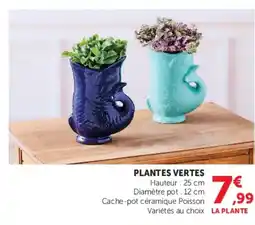 Hyper U Plantes vertes offre