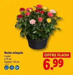 Lidl Rosier arlequin offre