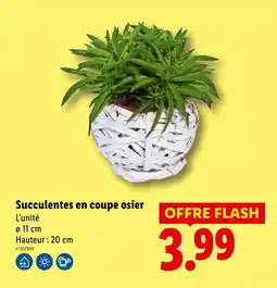 Lidl Succulentes en coupe osier offre