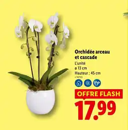 Lidl Orchidée arceau et cascade offre