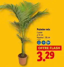 Lidl Palmier mix offre