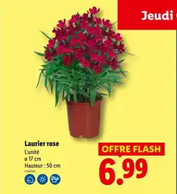 Lidl Laurier rose offre