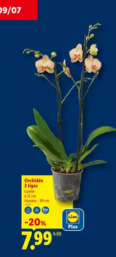 Lidl Orchidée 2 tiges offre