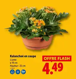 Lidl Kalanchoé en coupe offre