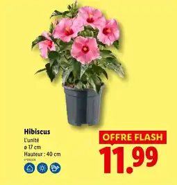 Lidl Hibiscus offre