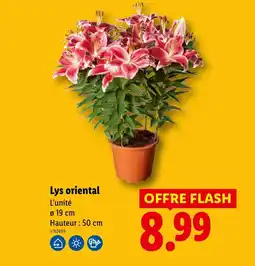 Lidl Lys oriental offre