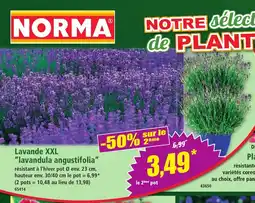 Norma Lavande XXL lavandula angustifolia offre