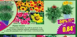 Norma Plantes vivaces offre