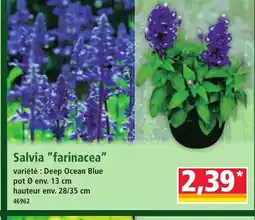Norma Salvia farinacea offre