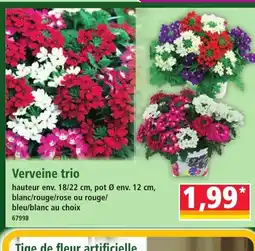 Norma Verveine trio offre
