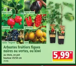 Norma Arbustes fruitiers figues noires ou vertes, ou kiwi offre