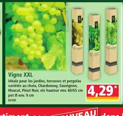 Norma Vigne XXL offre
