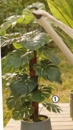 Centrakor La monstera 28 feuilles offre