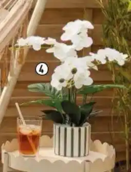 Centrakor L'orchidée avec pot offre
