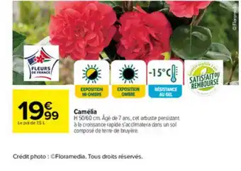 Carrefour Camélia offre
