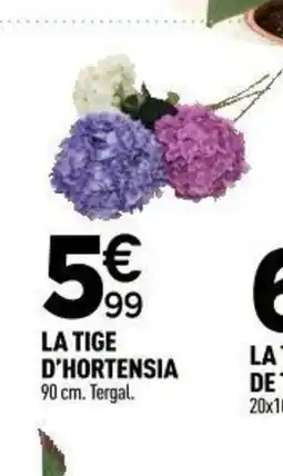 Centrakor La tige d'hortensia offre