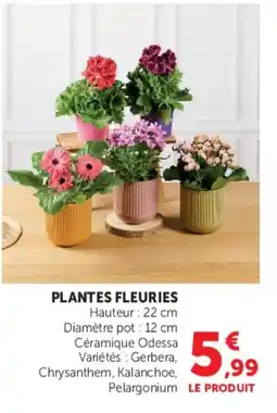 Super U PLANTES FLEURIES offre