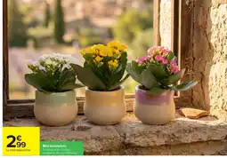 Carrefour Mini Kalanchoe offre