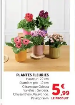 U Express PLANTES FLEURIEs offre