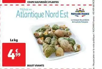 Bulot Vivants