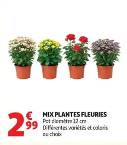 Auchan Mix plantes fleuries offre