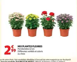 Auchan Mix plantes fleuries offre