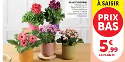 Super U Plante fleurie offre