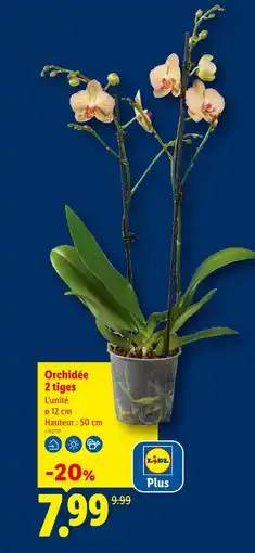 Lidl Orchidée 2 tiges offre
