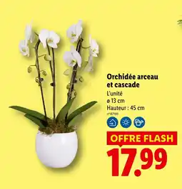 Lidl Orchidée arceau et cascade offre