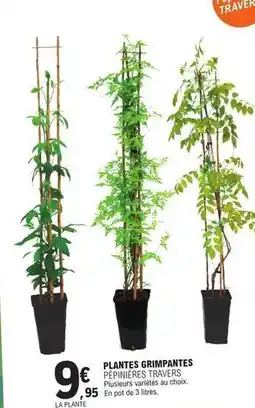 E.Leclerc Plantes grimpantes offre