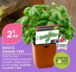 Point Vert Basilic grand vert offre