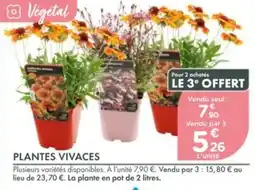 Point Vert Végétal plantes vivaces offre